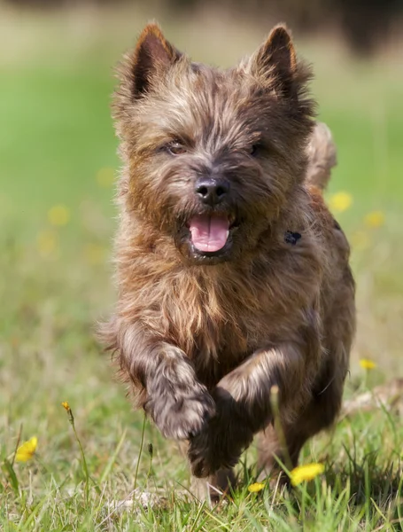 Pies brązowy cairn terrier — Zdjęcie stockowe