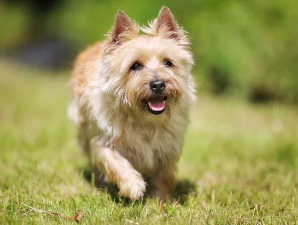 Anjing Westland terrier — Stok Foto