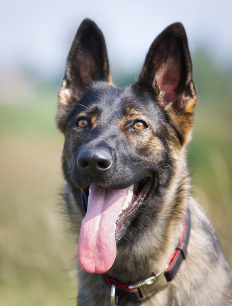 German Shepherd Dog — Stock Photo, Image