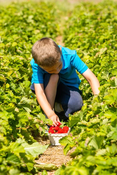 Niño recogiendo fresas —  Fotos de Stock