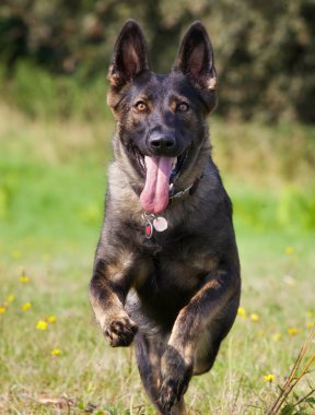 Alman çoban köpeğinin çalışan