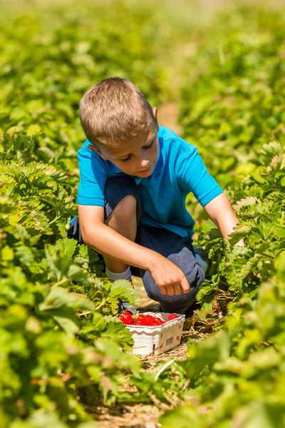 Junge im Erdbeerfeld — Stockfoto