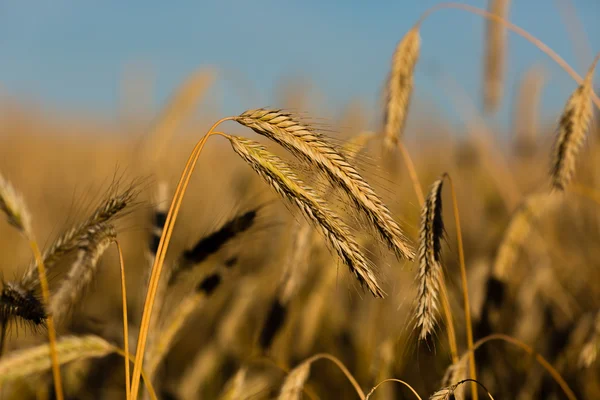 Close-up of ripe wheat — Stock Photo, Image