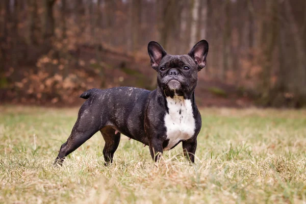 Renrasig fransk bulldog — Stockfoto