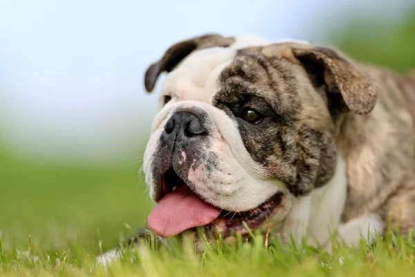 Close-up van rasechte bulldog — Stockfoto