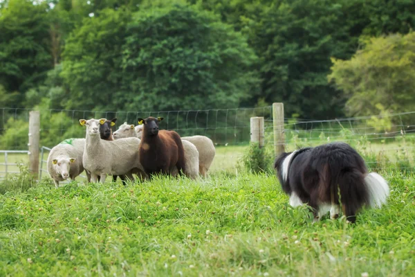 Bordas collie pastoreio ovinos — Fotografia de Stock