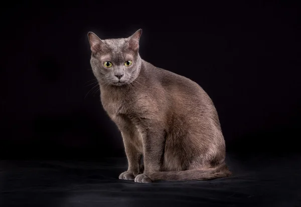 Gato korat de raça pura — Fotografia de Stock