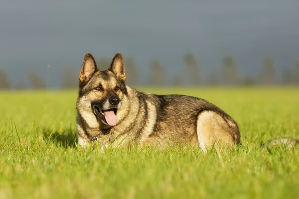 大人のジャーマン ・ シェパード犬 — ストック写真