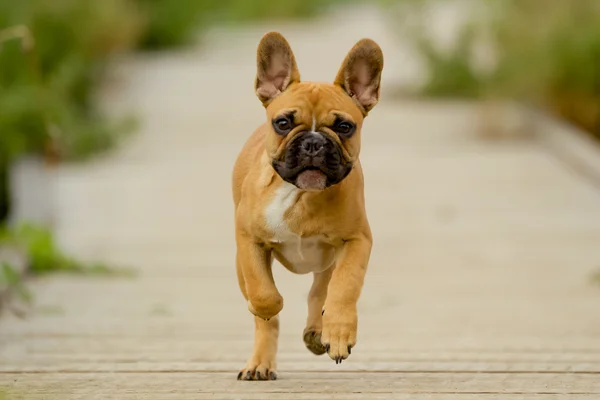 Correndo cachorro bulldog francês — Fotografia de Stock