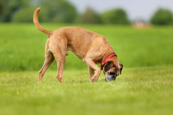 Cão boxer de raça pura — Fotografia de Stock