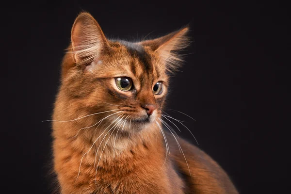 纯种的索马里猫 — 图库照片