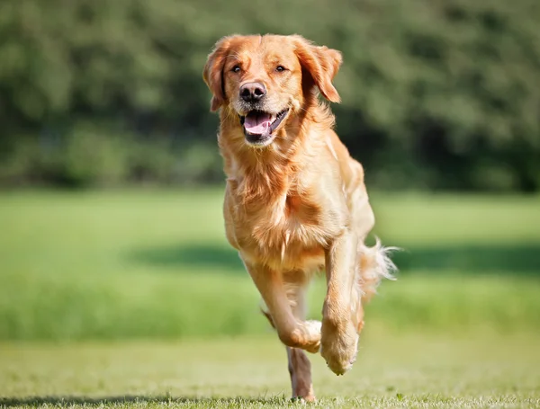 Golden retriever anjing — Stok Foto