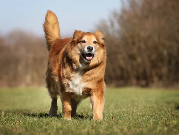 Golden cane retriever — Foto Stock