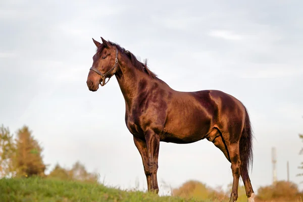 Dospělý hnědý kůň — Stock fotografie