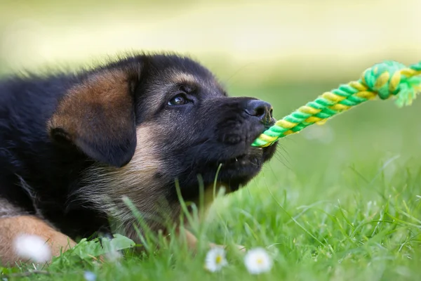 Pastor alemán bebé perro tirando de una cuerda — Foto de Stock