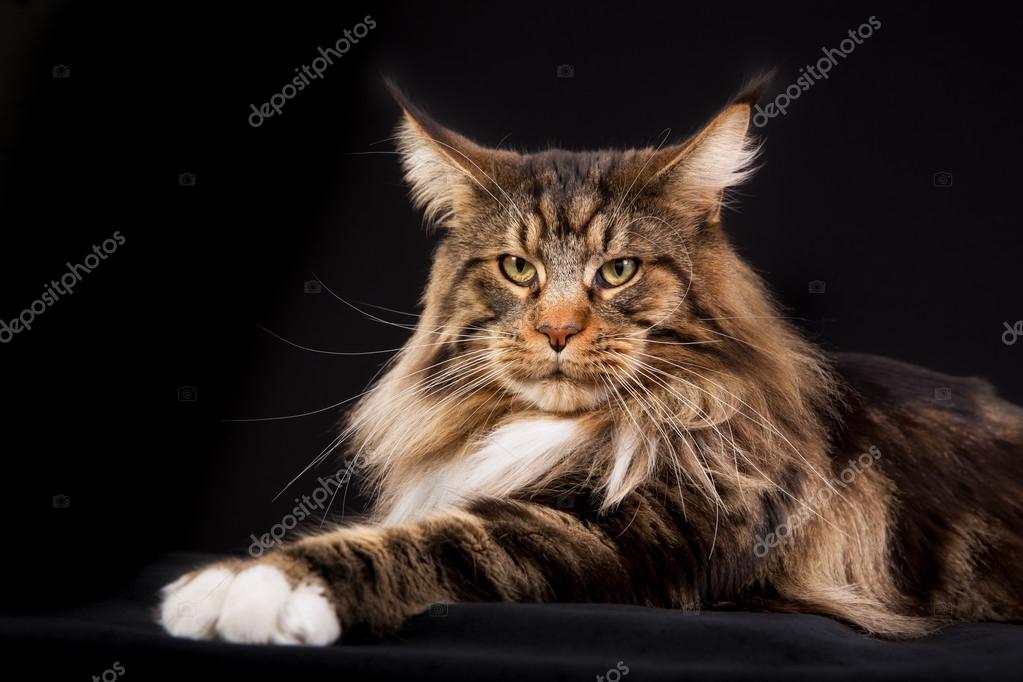 Maine Coon Cat Stock Photo By C Bigandt