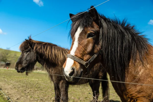 在农场上的两匹马 — 图库照片