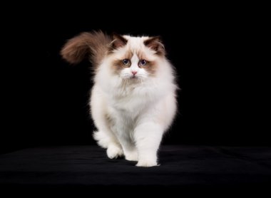 Safkan ragdoll kedi