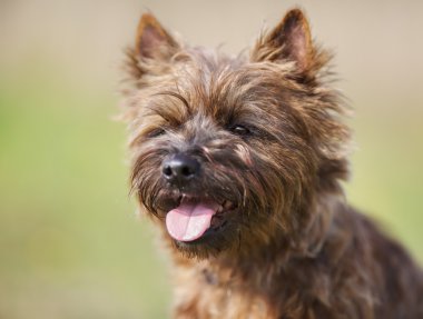 Brown Cairn Terrier Dog clipart