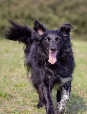 sınır collie köpek
