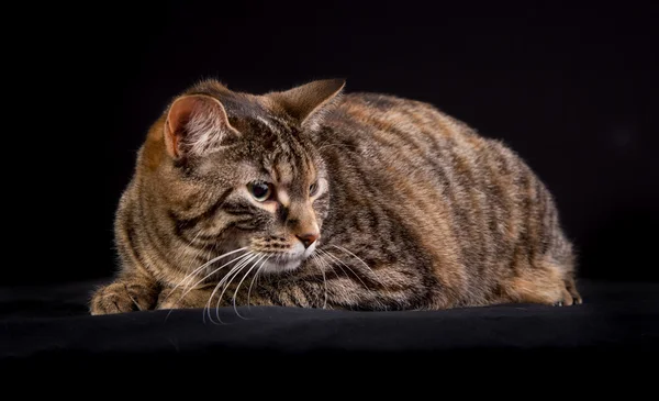 Gato doméstico — Foto de Stock