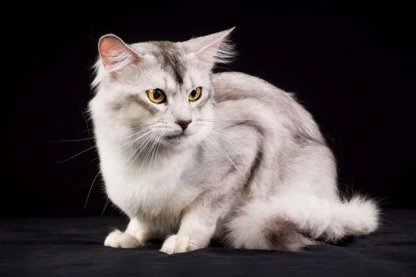 Gato somali de raça pura — Fotografia de Stock