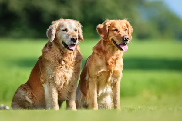 Dua anjing golden retriever — Stok Foto