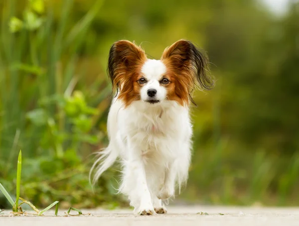 Papillon hond — Stockfoto