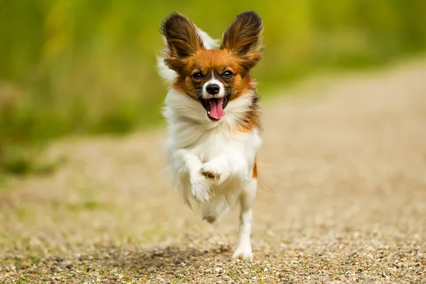 สุนัขปาปิลลอน — ภาพถ่ายสต็อก
