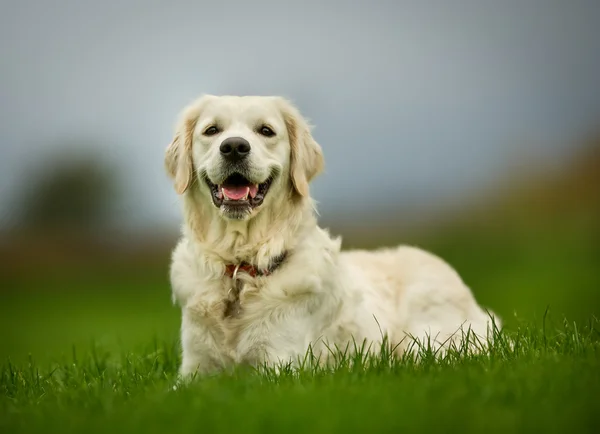 Golden retriever hund solig dag — Stockfoto