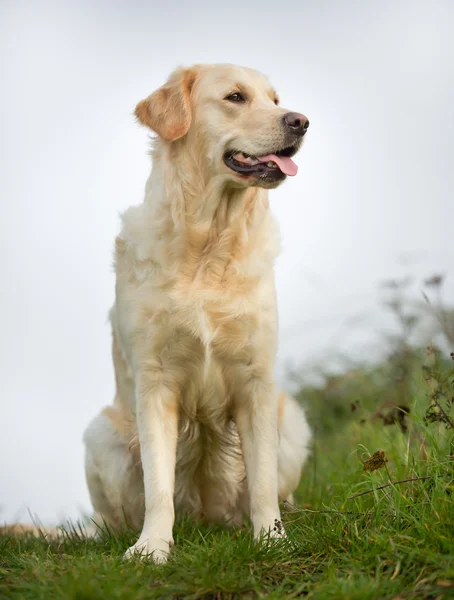 Golden retriever perro en el día soleado — Foto de Stock