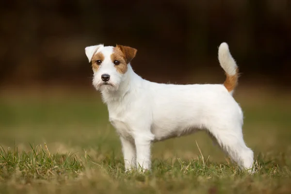 Puhdasrotuinen Jack Russell Terrier koira — kuvapankkivalokuva