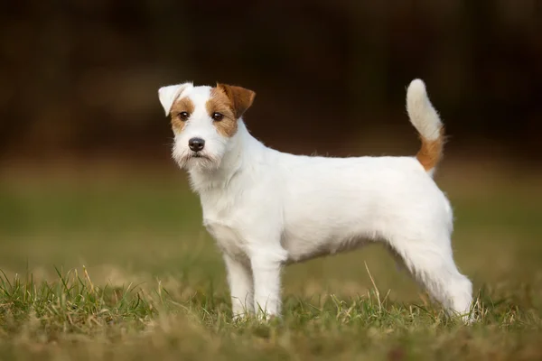 Câine Purebred Jack Russell Terrier — Fotografie, imagine de stoc