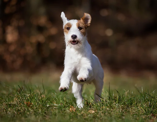 Câine Purebred Jack Russell Terrier — Fotografie, imagine de stoc