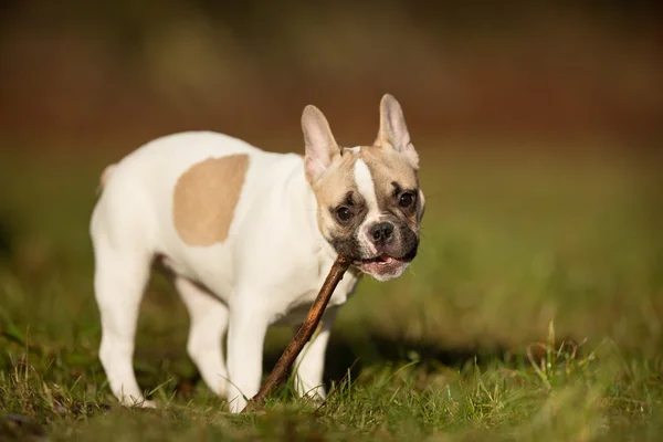 Rasechte Franse bulldog — Stockfoto