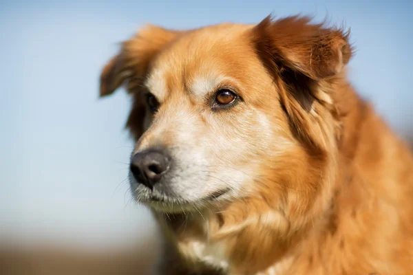 Golden retriever anjing — Stok Foto