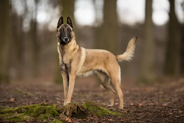 Rasowe pies Belgijski Malinois — Zdjęcie stockowe