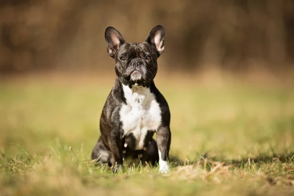 Bulldog francese di razza pura — Foto Stock