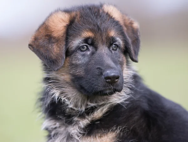 Tatlı Alman çoban köpeği. — Stok fotoğraf
