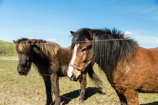 Dos caballos en la granja —  Fotos de Stock