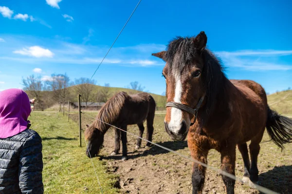 Girl and two horses — Stock fotografie