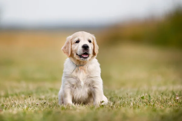 Güneşli bir Golden retriever yavru