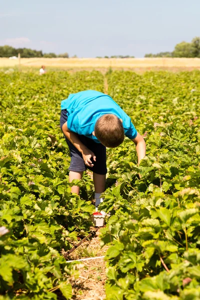 Młody chłopak zbieranie truskawek — Zdjęcie stockowe