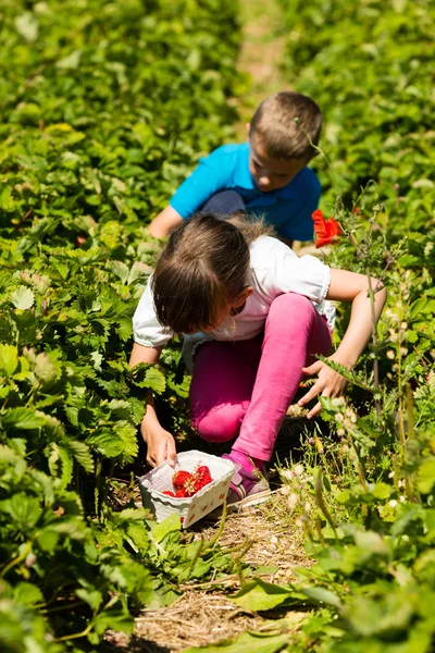 Barn plocka jordgubbar — Stockfoto
