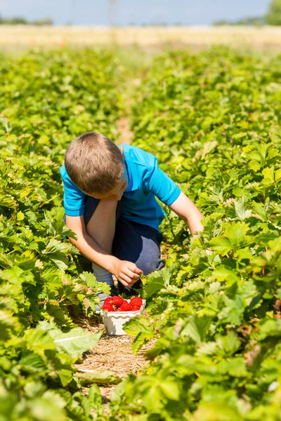 Niño recogiendo fresas —  Fotos de Stock