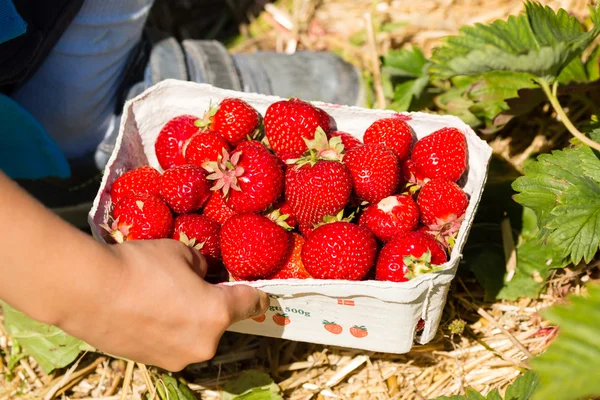 Verse aardbeien in vak — Stockfoto