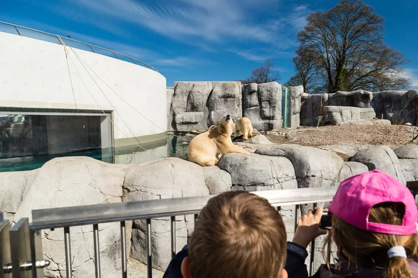 Kinderen kijken naar ijsberen in Zoo — Stockfoto