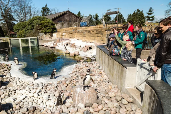 Pinguïns in de dierentuin Copenhagen — Stockfoto