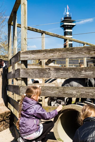 Meisje voeding geit in dierentuin — Stockfoto