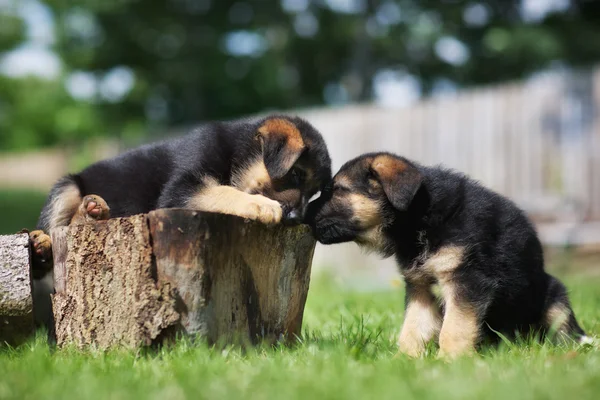 Two german shepherd puppies having fun — Stock Photo, Image